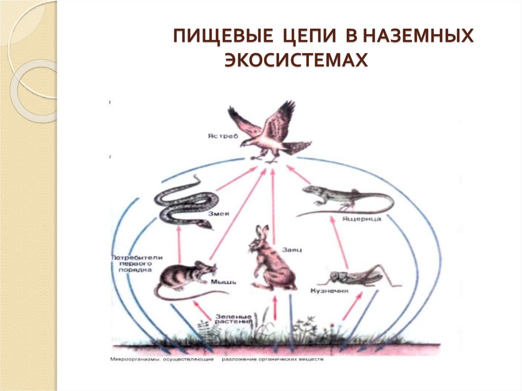 Строение пищевой цепи