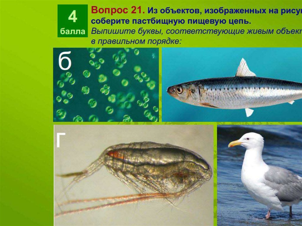 Какой объект изображен на рисунке