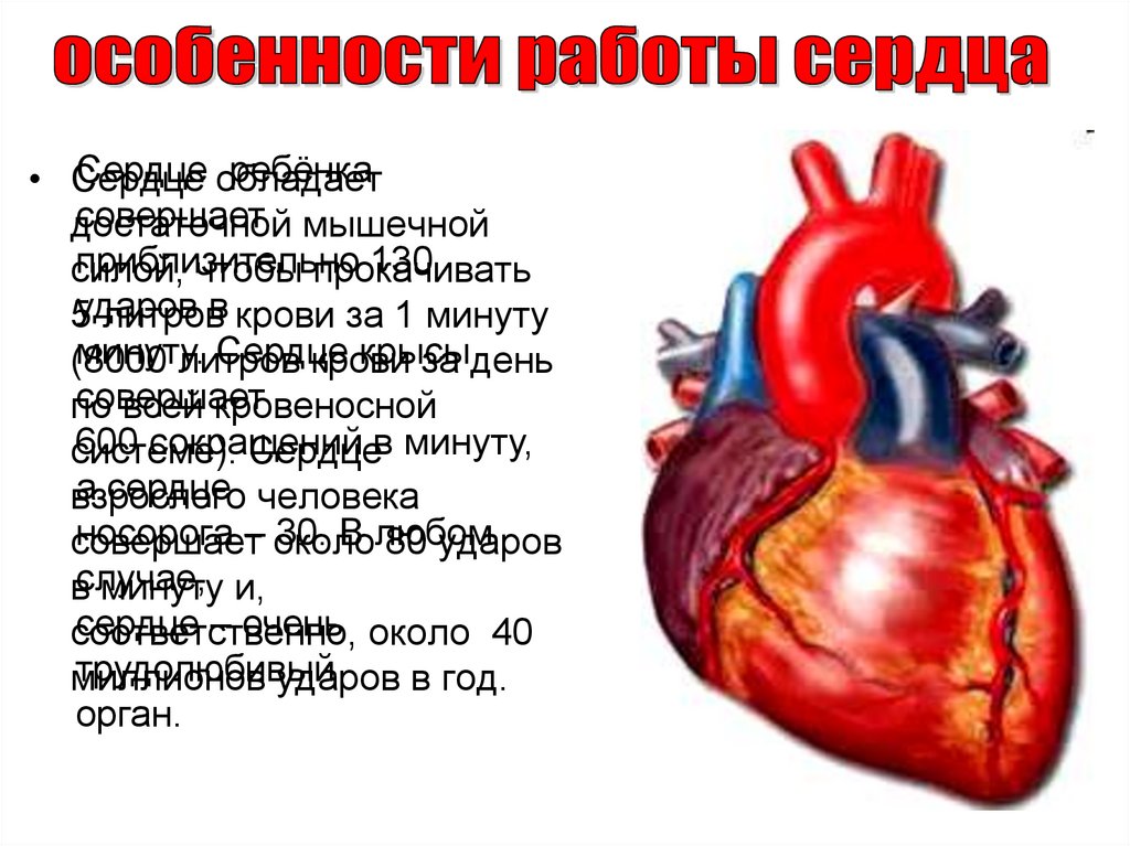Какое сердце можно назвать. Работа сердца. Особенности работы сердца. Сердце взрослого человека.