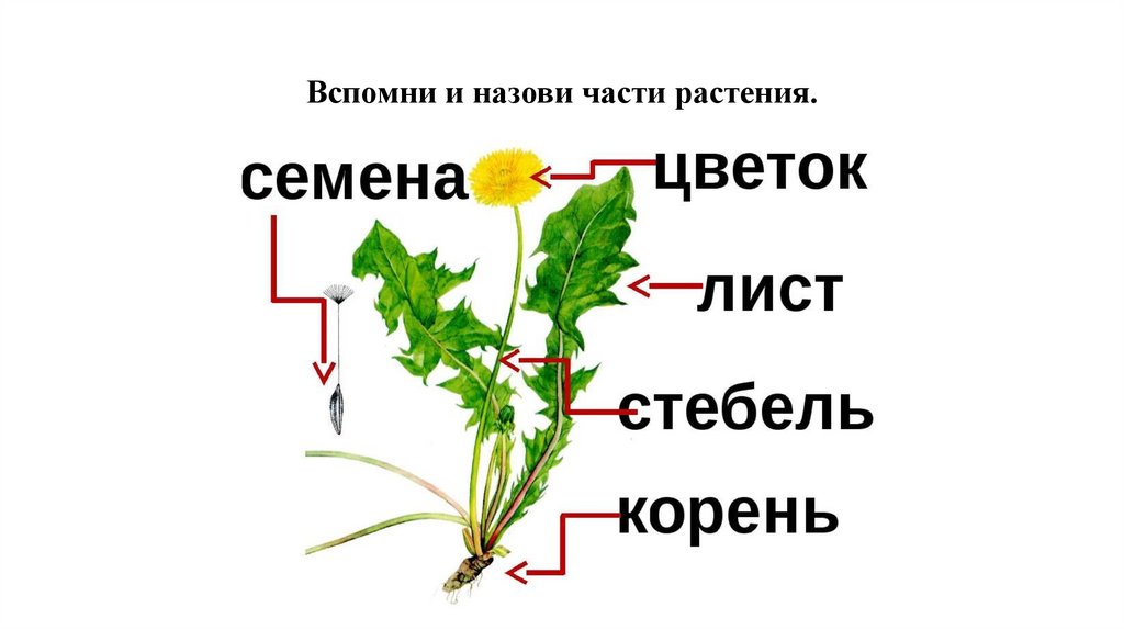 Весенние цветы. Описательный рассказ. Подготовительная группа ...
