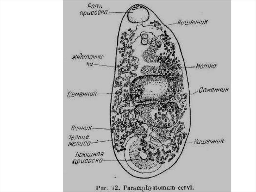 Яйцо паразита рисунок. Paramphistomum Cervi строение. Возбудитель парамфистоматоз жвачных. Парамфистоматоз крупного рогатого. Парамфистоматоз жвачных строение.