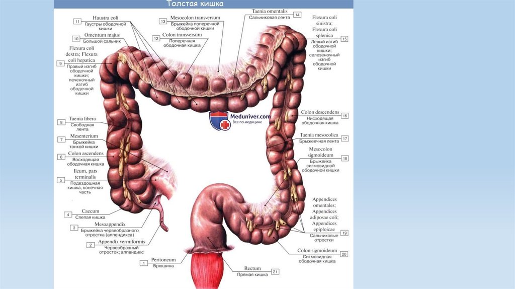 Como se hace la prueba del colon