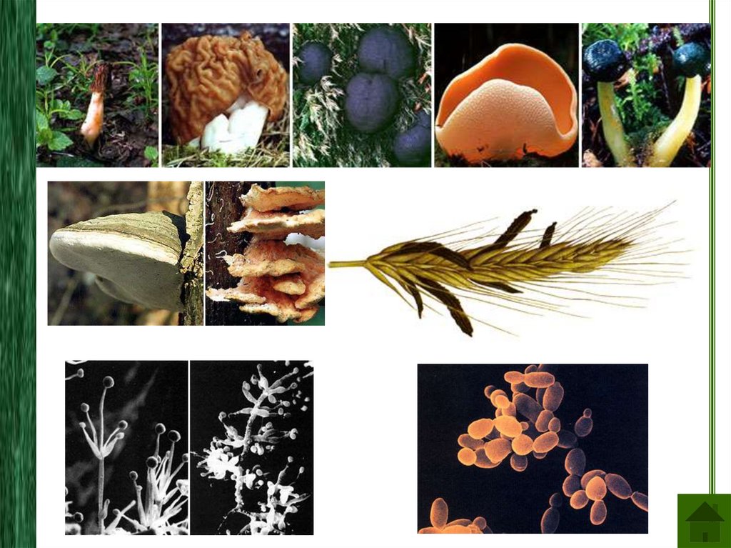 Многообразие живого. Разнообразие живых организмов. Разнообразие живой природы. Разнообразие живых организмов растения.