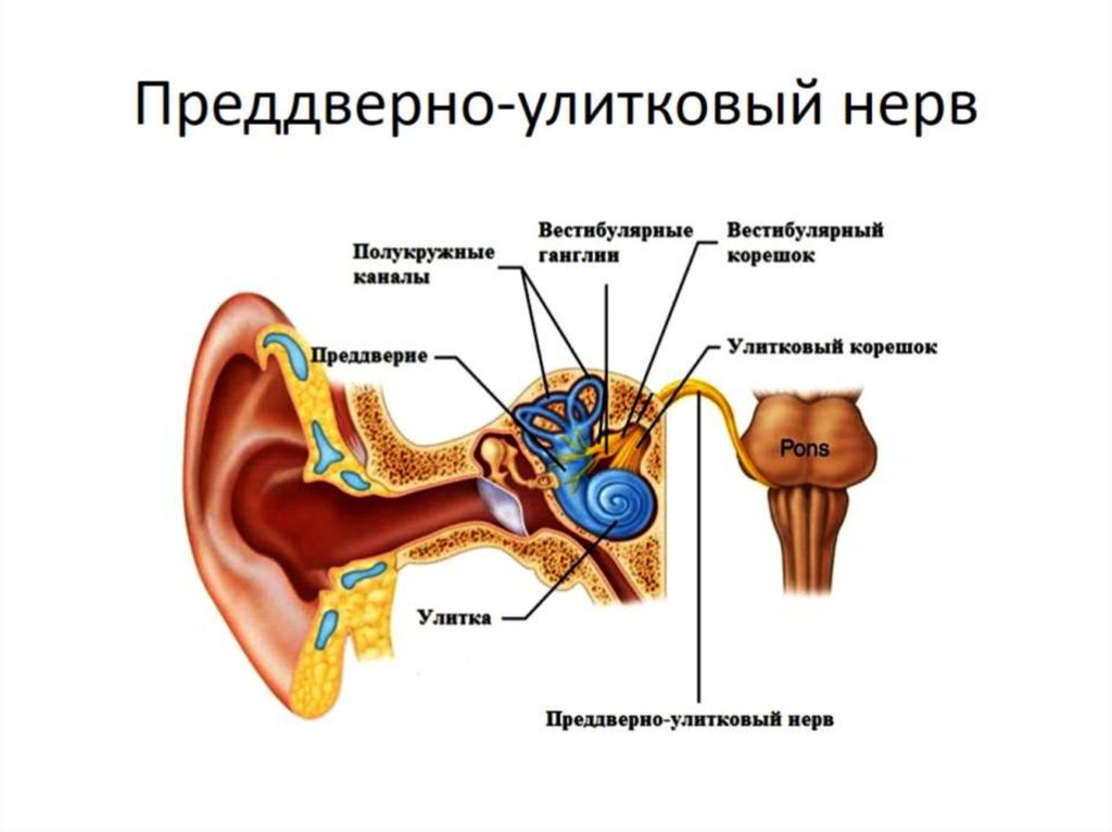 Воздействие на периферическую нервную систему. Воздействие на периферическую нервную систему