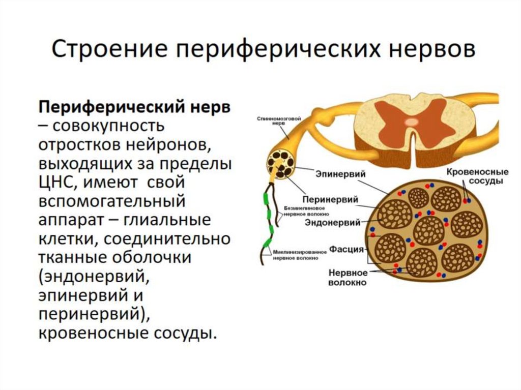 К структурам периферического нерва относят