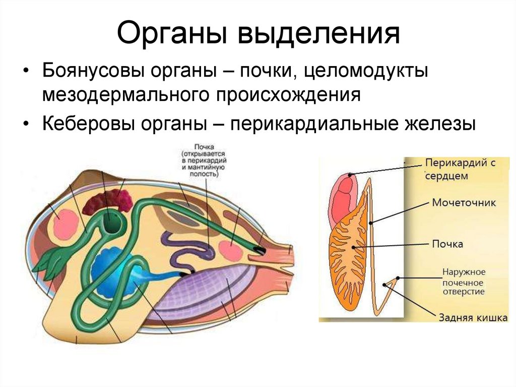 Основной выделительный орган человека. Выделительная система двустворчатых. Выделительная двустворчатых моллюсков.