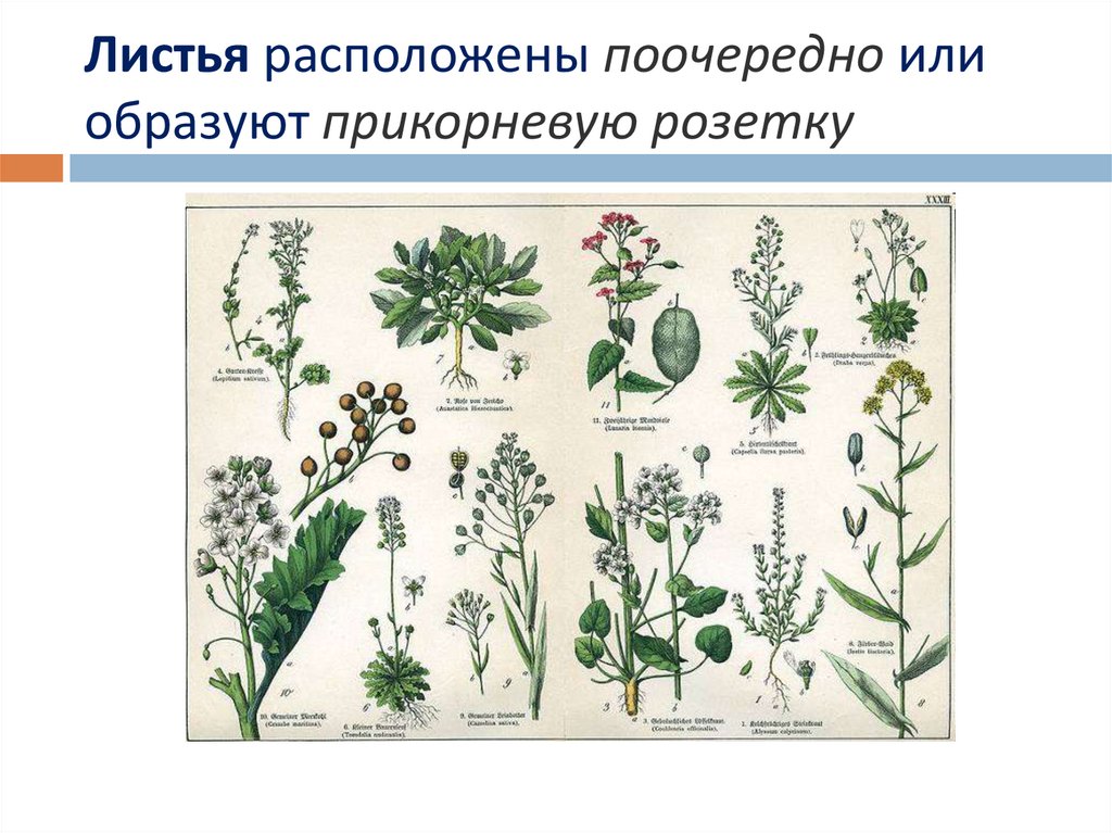 Используя рисунки 51 параграфа выделите основные особенности растений семейства крестоцветных