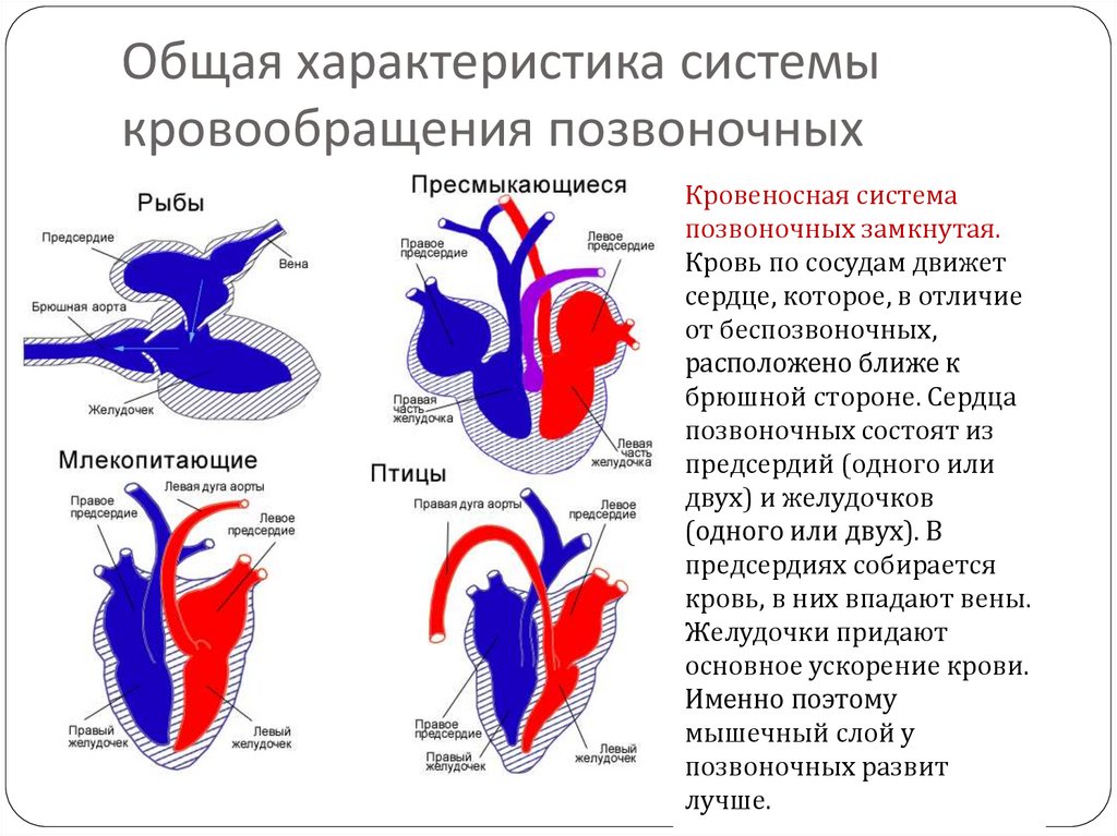 Схема кровообращения птиц. Кровообращение позвоночных. Схемы кровообращения позвоночных. Сердце у различных классов. Сердца разных классов животных.