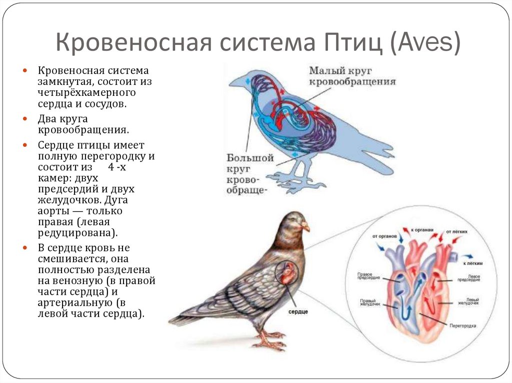 Кровеносная функция животных