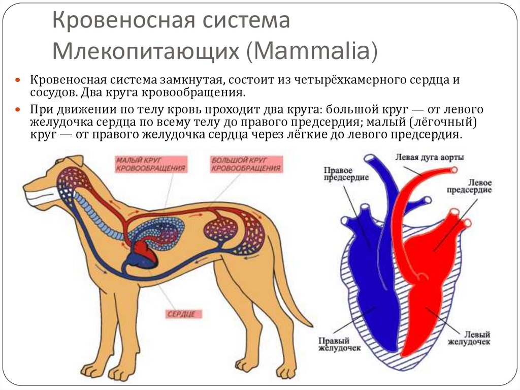 У каких животных четырехкамерное. Кровеносная система млекопитающих 7 класс.