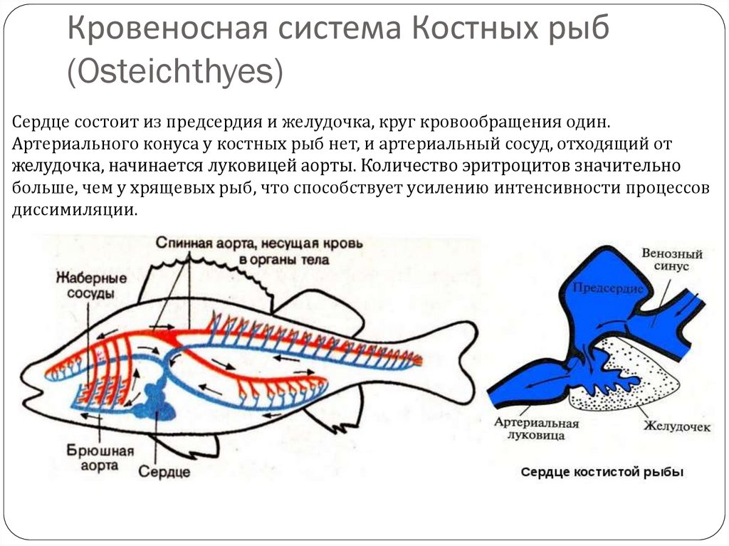 Кровеносная органы рыб. Кровеносная система рыб схема 7 класс. Система кровообращения костистых рыб. Круг кровообращения у рыб 7 класс. Внутреннее строение рыбы кровеносная система.