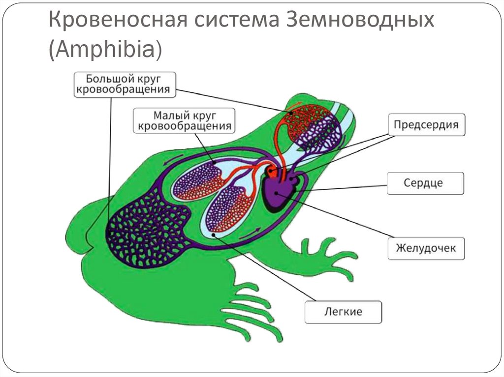 Схема кровообращения земноводных