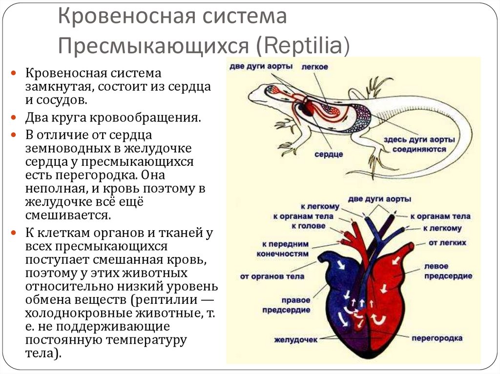 Кровеносная система рептилий таблица. Рептилий кровеносная система. Система схема. Пресмыкающиеся кровеносная система круги кровообращения. Схема строения кровеносной системы пресмыкающихся. Кровеносная система пресмыкающихся 7.