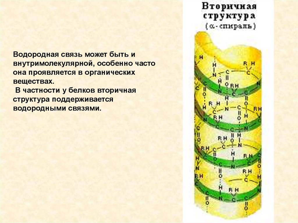 Вторичные белки. Вторичная структура белка поддерживается связями. Вторичная структура белка поддерживается водородными связями. Вторичная структура белка поддерживается. Вторичная структура белков водородная связь.