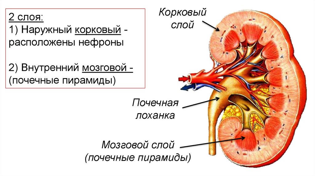 Тест 24 мочевыделительная система. Мочевыделительная система человека. Мочевыделительная система человека таблица.