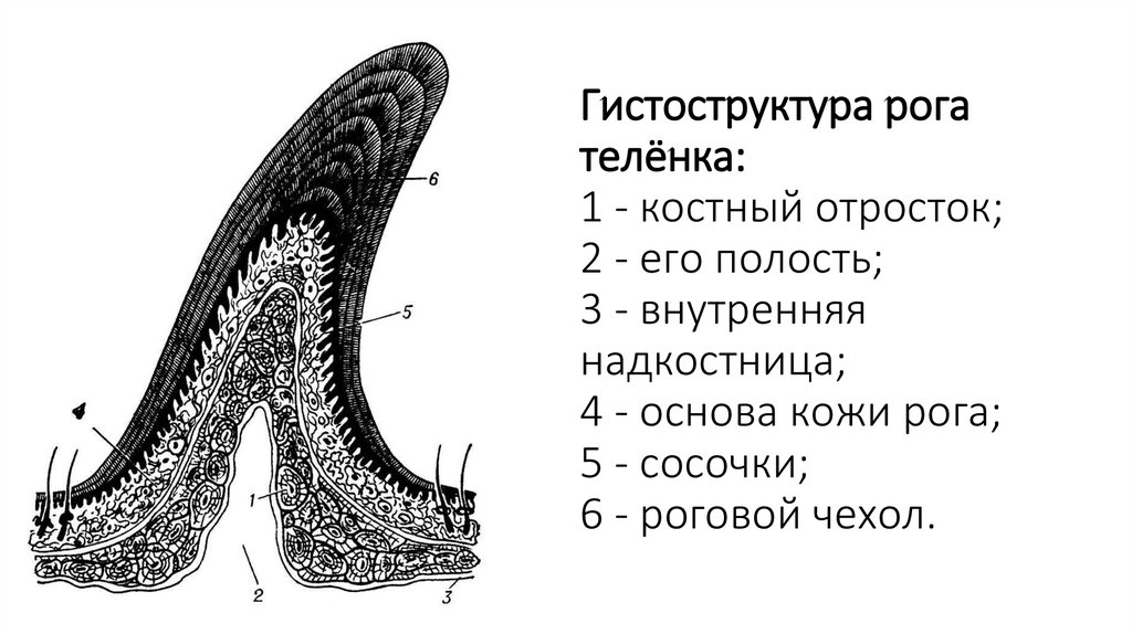 Гистоструктура рога телёнка: 1 - костный отросток; 2 - его полость; 3 - внутренняя надкостница; 4 - основа кожи рога; 5 -