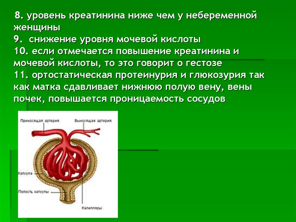 Пониженный уровень креатинина. Уровень коеатинина понмден. Протеинурия, повышение креатинина. Снижение уровня креатинина. Креатинин и низкое железо.