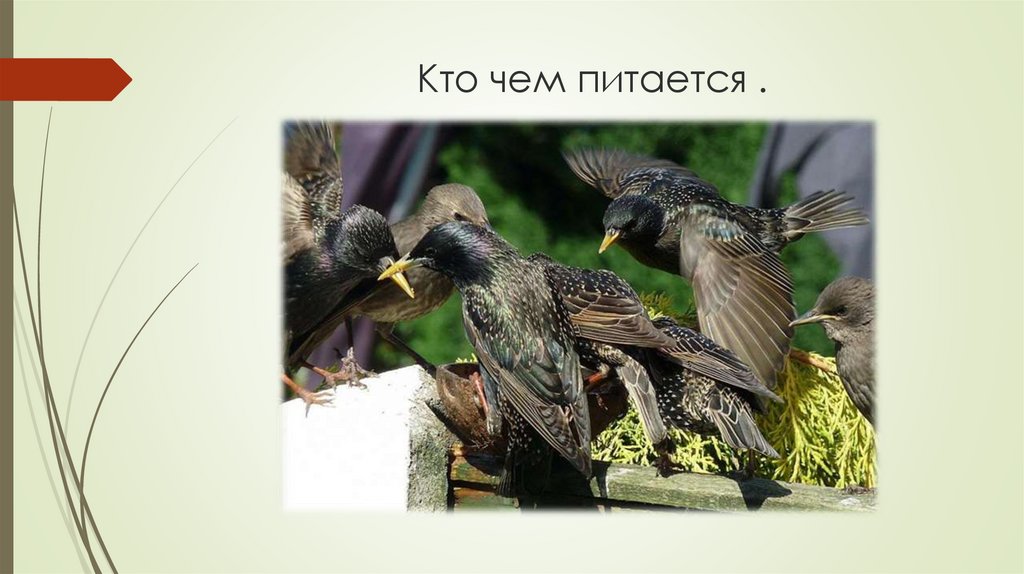 Кто чем питается .