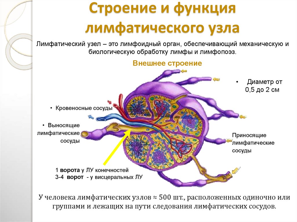 Лимфоузлы особенности. Строение лимфатической ткани. Лимфатические узлы строение и функции. Строение лимфатического узла анатомия. Строение лимфатического узла клетки.