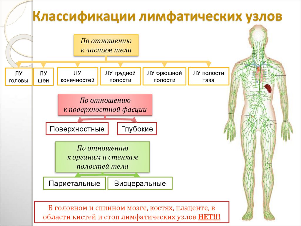 Строение лимфатических сосудов