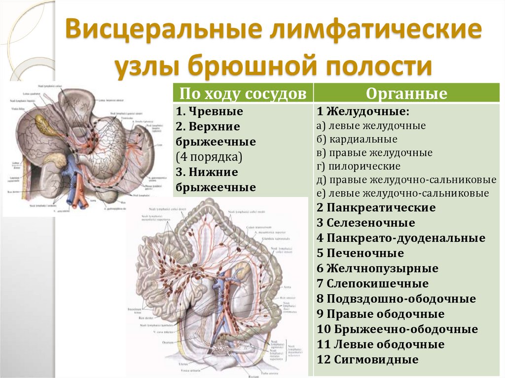 Брюшная полость и забрюшинное пространство