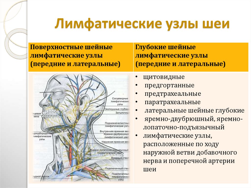 Лимфоузлы цвет. Анатомия шейных лимфоузлы расположение. Лимфатическая система шеи и головы человека схема. Лимфатическая система человека анатомия шеи.