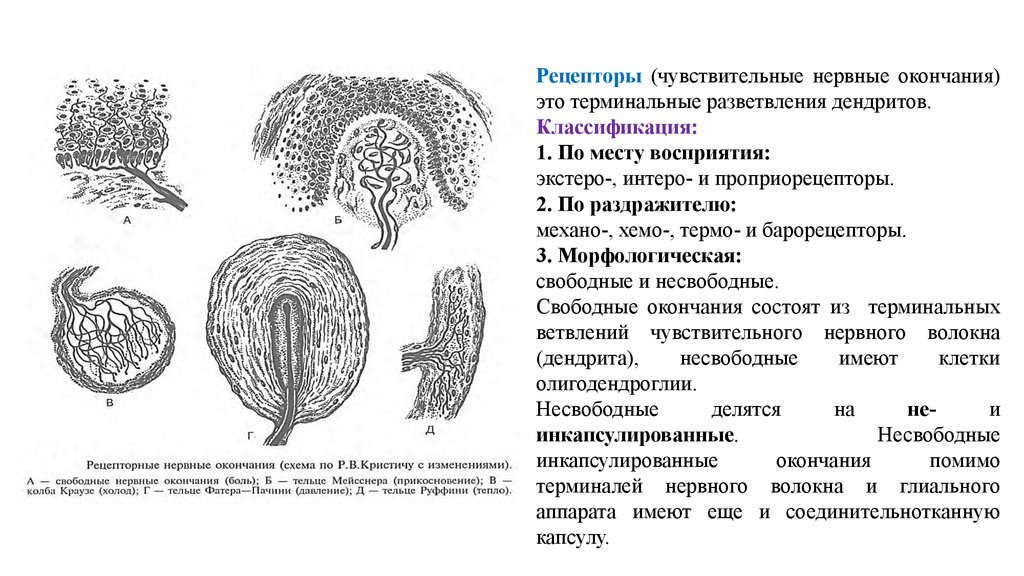 Есть ли в легких нервные окончания