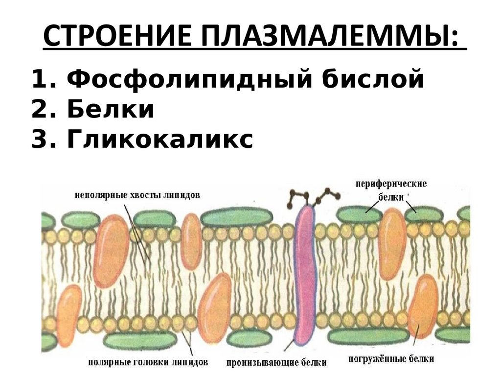 Плазмалемма. Плазмолемма гликокаликс. Строение плазмалеммы. Плазмалемма строение. Плазмалемма растительной клетки.