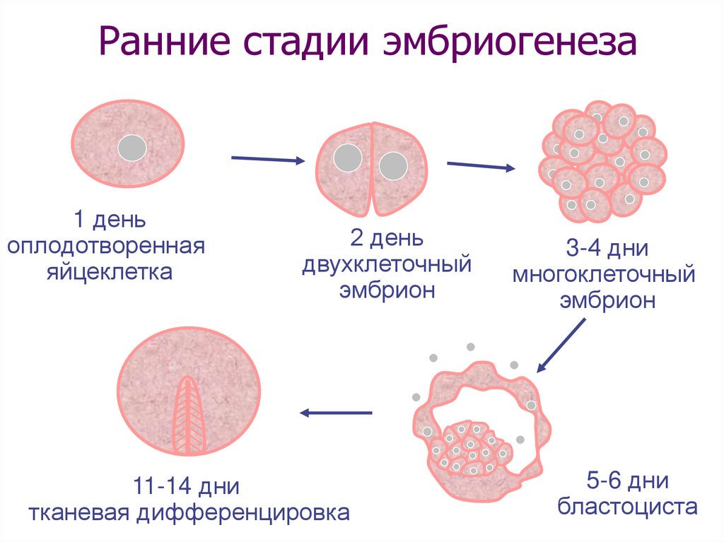 Этапы эмбриогенеза. Стадии раннего эмбриогенеза. Ранние этапы эмбриогенеза. Ранние стадии эмбриогенеза человека. Основные стадии эмбриогенеза человека.