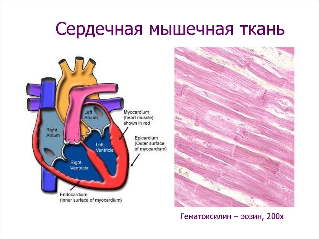 Единица сердечной мышечной ткани