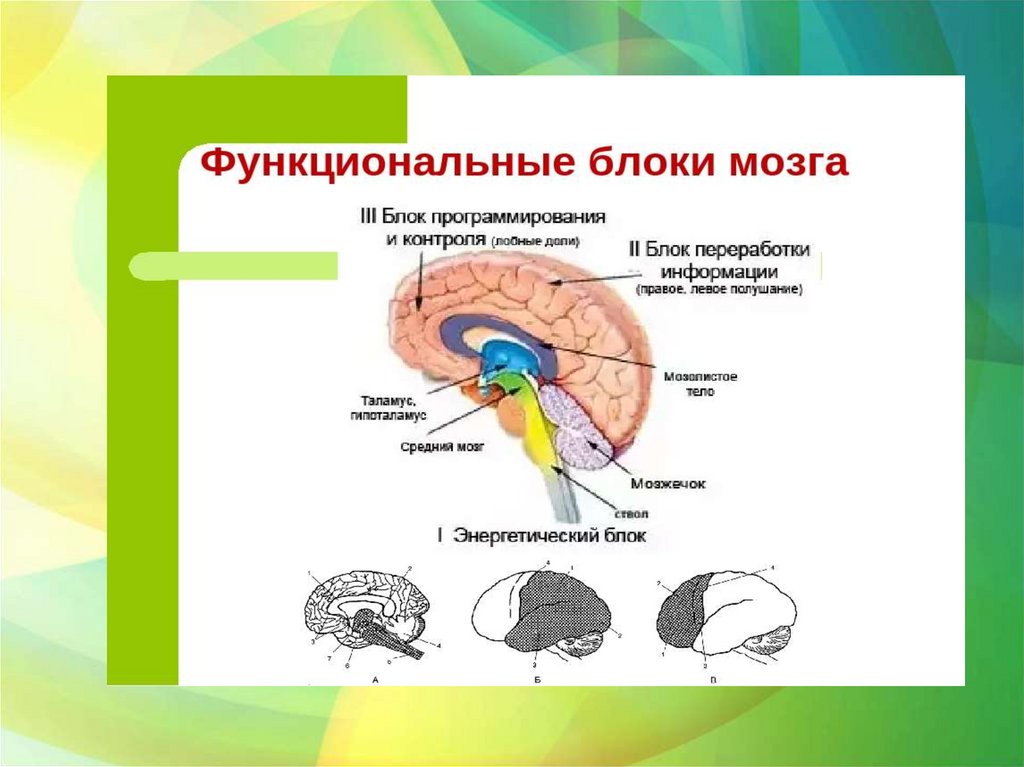 Развитие навыков саморегуляции у дошкольников. Нейропсихологический подход - пре