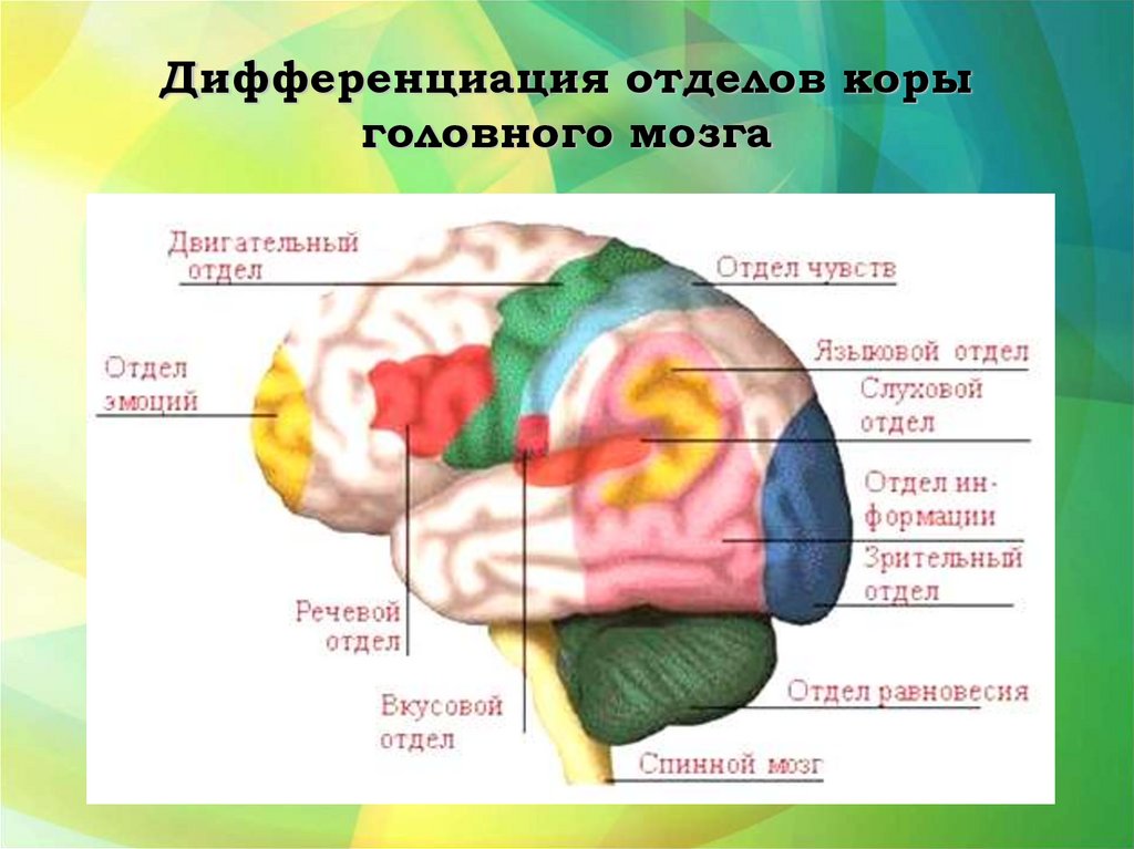 Память в каком отделе мозга