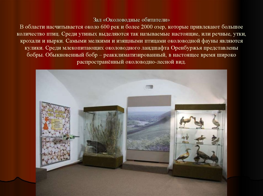 Зал «Околоводные обитатели» В области насчитывается около 600 рек и более 2000 озер, которые привлекают большое количество