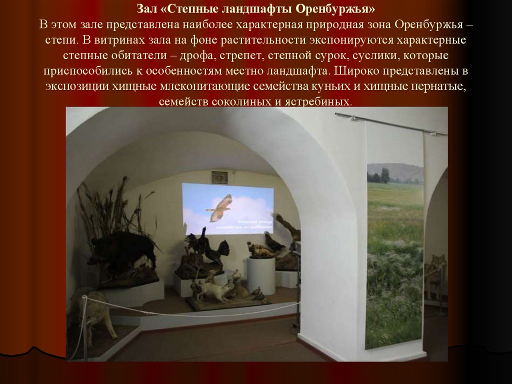 Зал «Степные ландшафты Оренбуржья» В этом зале представлена наиболее характерная природная зона Оренбуржья – степи. В витринах