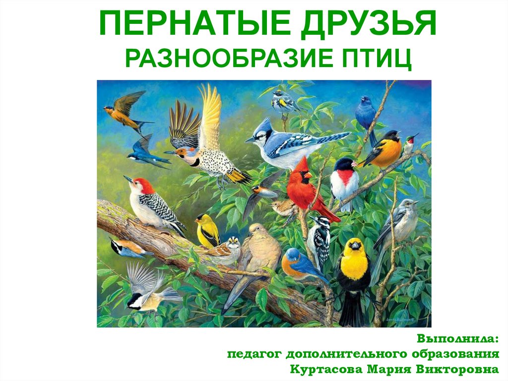 Разнообразие птиц презентация. Разнообразие птиц. Пернатые друзья. Разнообразие птиц картинки.