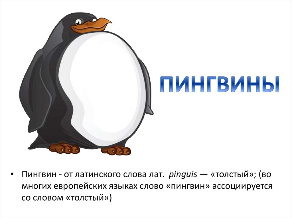 Глупый пингвин прячет тело жирное. Слово Пингвин. Толстый Пингвин. Пингвины презентация. Пингвин карточка для детей.