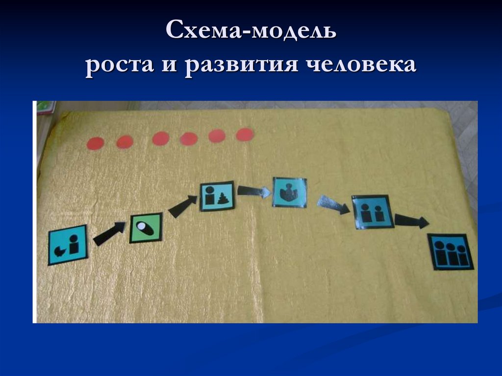 Схема-модель роста и развития человека
