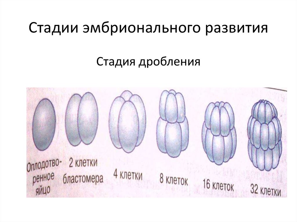 Назовите стадию постэмбрионального развития по схеме яйцо имаго личинка