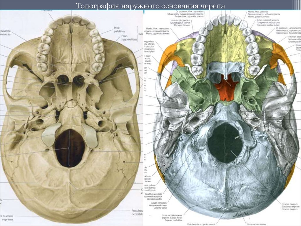 Мозговое основание черепа. Череп анатомия человека Синельников. Внутреннее основание черепа анатомия атлас. Топография черепа наружное основание. Нижнее основание черепа анатомия.