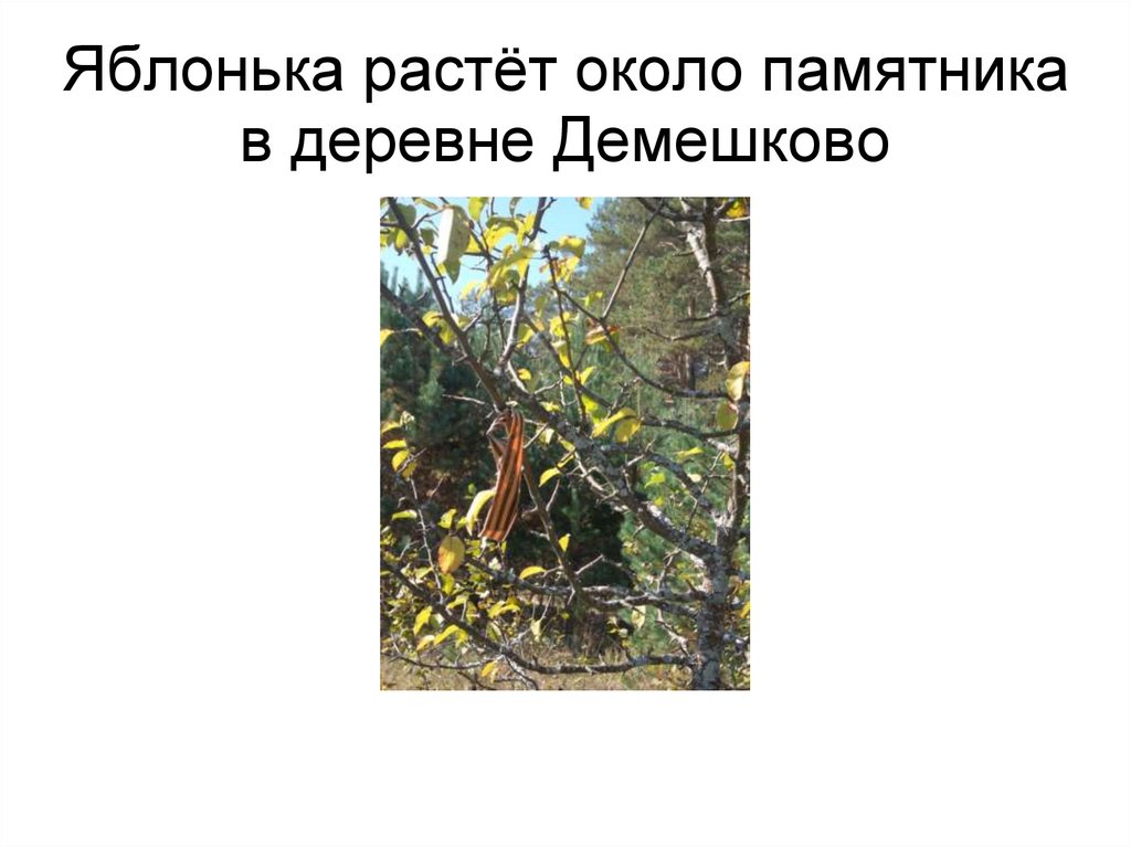 Яблонька растёт около памятника в деревне Демешково