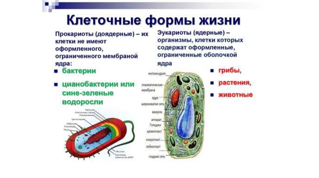 Клеточные органоиды. Клеточные органеллы. Органоиды это.