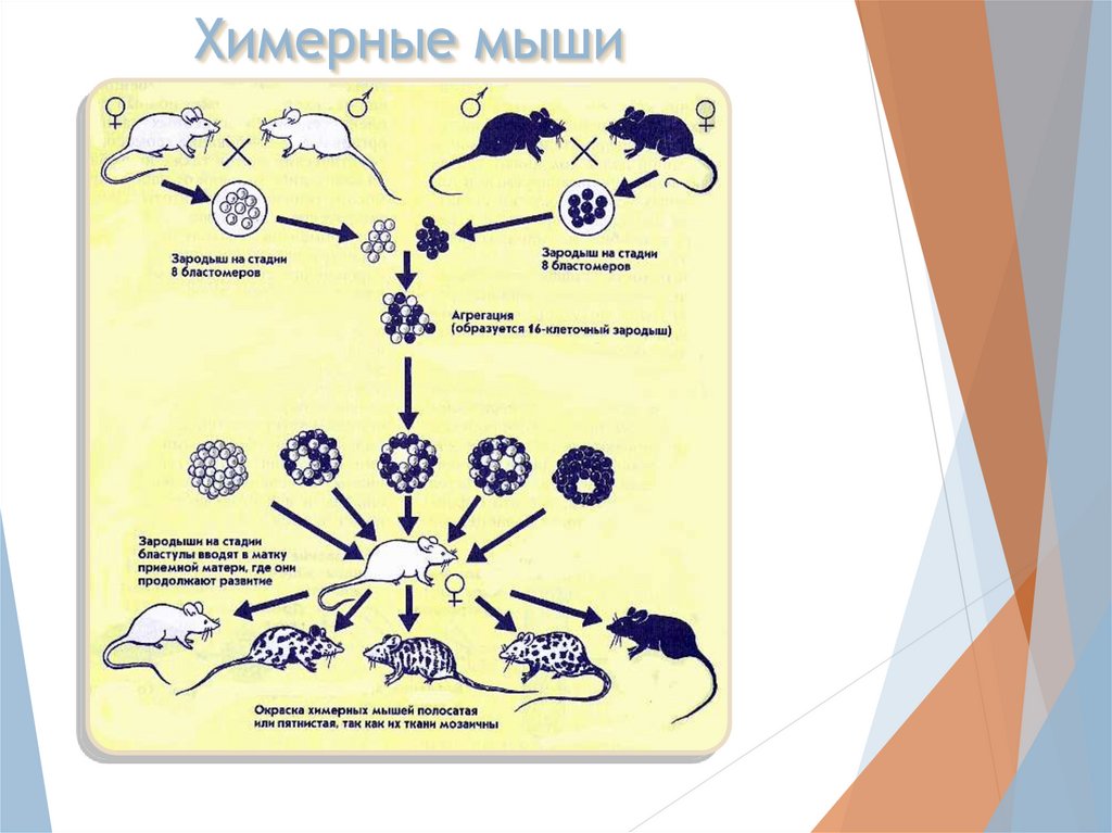 Химерные изображения интерпретация