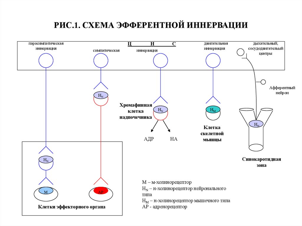 Эфферентная иннервация презентация