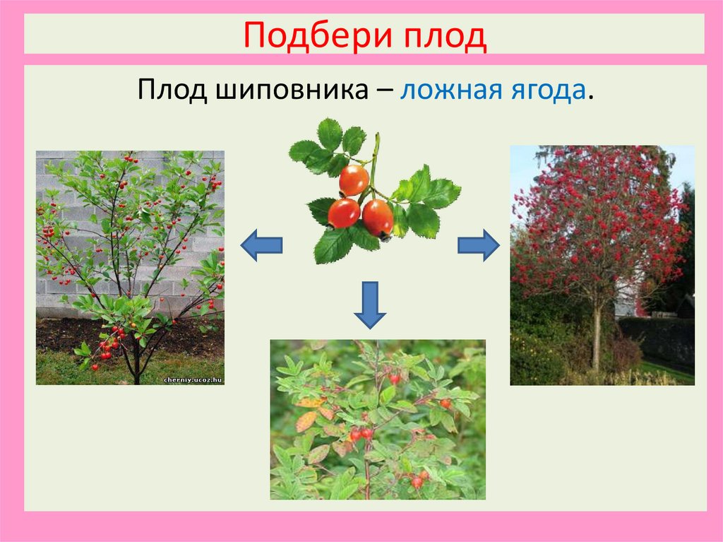 Подбери плод