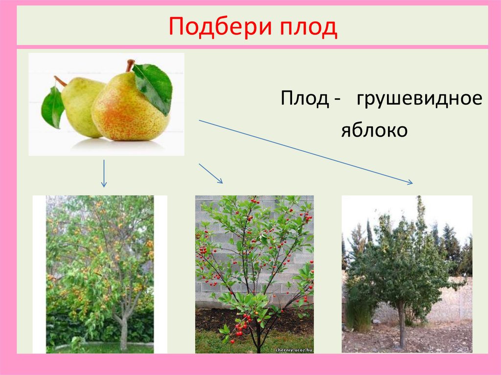 Подбери плод