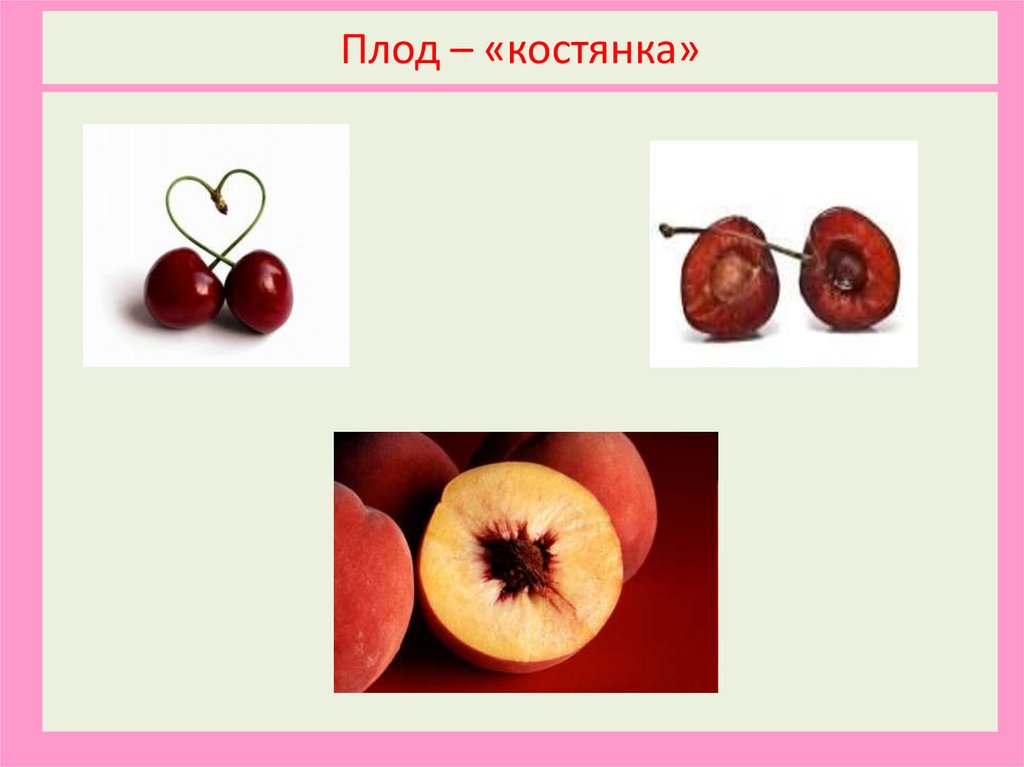 Плод – «костянка»