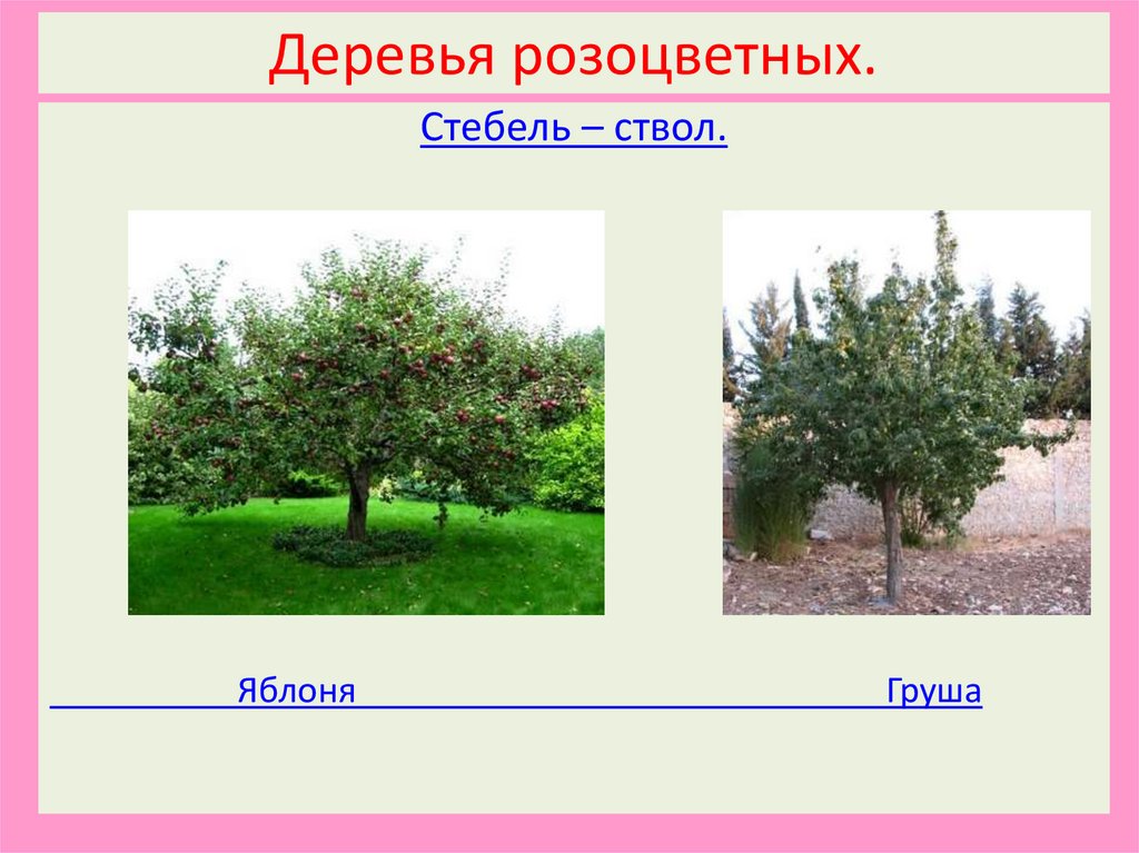 Деревья розоцветных.