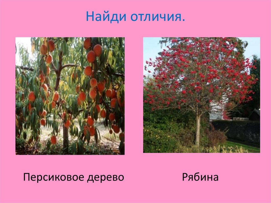 Найди отличия.