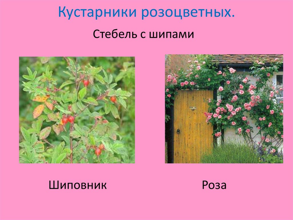 Кустарники розоцветных.