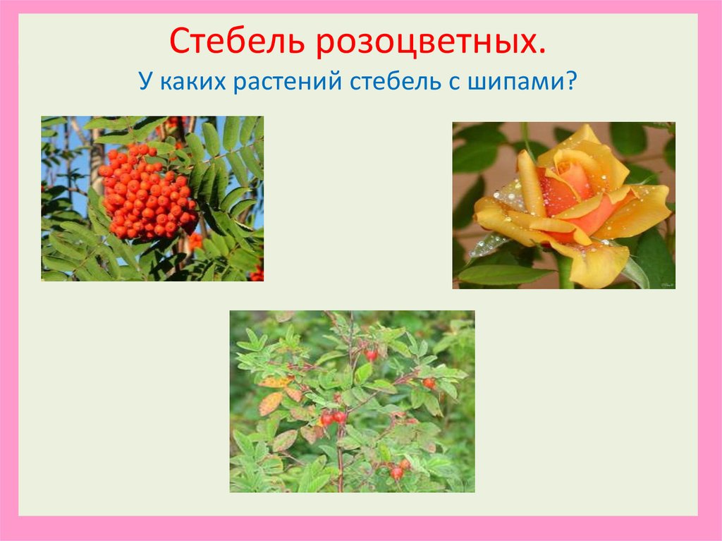 Стебель розоцветных.